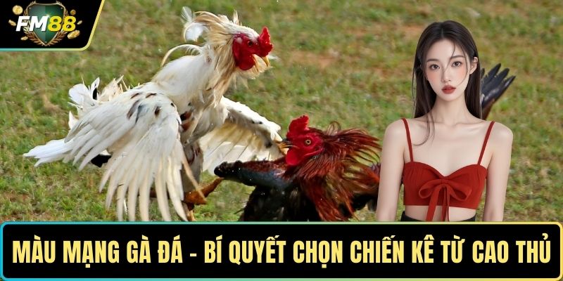 Màu mạng gà đá